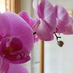Orchidea 4* Ricadi