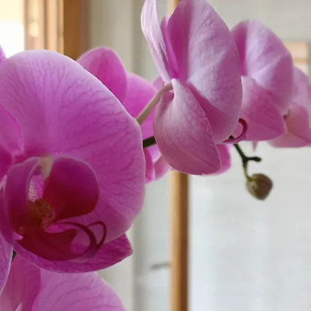 Orchidea 4* ריקאדי