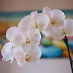 Bed & Breakfast Orchidea Ricadi