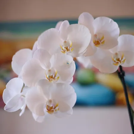 Bed & Breakfast Orchidea Ricadi