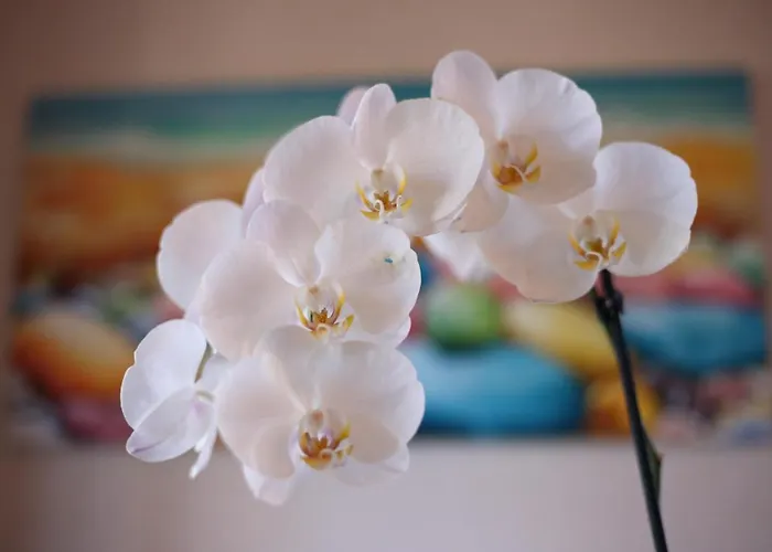 Frühstückspension Orchidea Ricadi